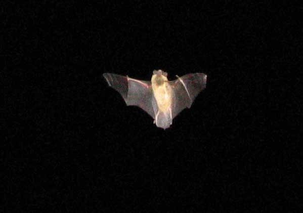 Bat Bat